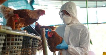 A person in PPE vaccinates a chicken
