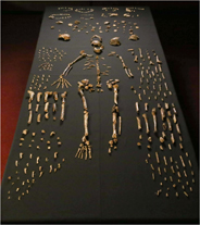 homo naledi skeleton homo naledi skeleton