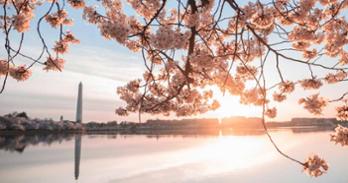 DC tidal basin during cherry blossom bloom; photo by Jeffrey Clayton