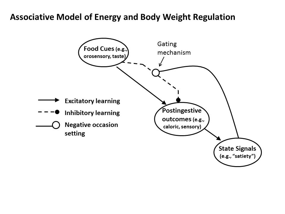 Associative Model of Energy and Body Weight Regulation Associative Model of Energy and Body Weight Regulation