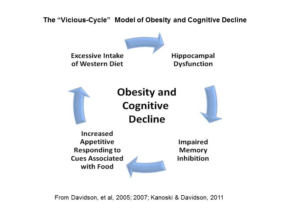 Vicious Cycle Model of Obesity and Cognitive Decline Vicious Cycle Model of Obesity and Cognitive Decline