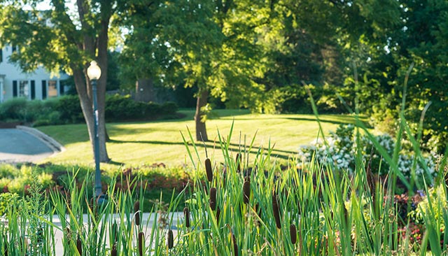 Trees and plants on campus