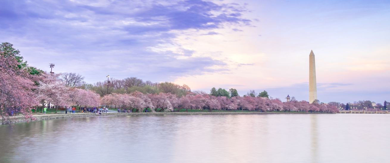 CherryBlossoms Image 2 (resized)