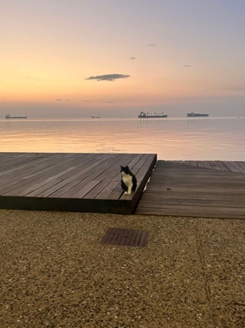 Cat on the Boardwalk