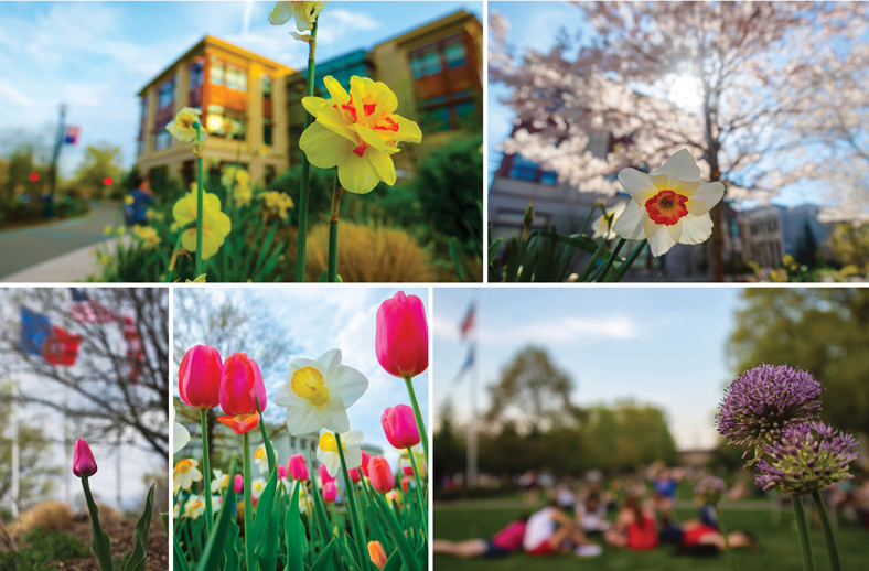 Campus trees and flowers throughout the seasons