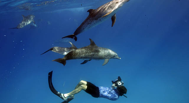 Student films dolphins underwater